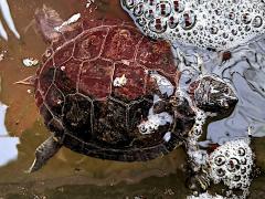 (Pond Slider) female dorsal