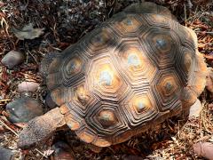 (Sonoran Desert Tortoise) female dorsal