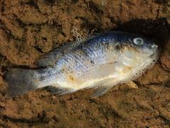 (Blue Tilapia) dead