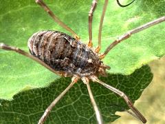 (European Harvestman) dorsal