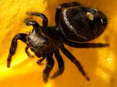 (Bold Jumping Spider) dorsal