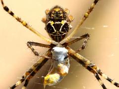 (Silver Garden Orbweaver) ventral