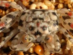 (Pallid Ghost Crab) dorsal