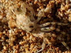 (Pallid Ghost Crab) profile