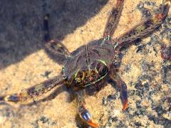 (Flat Rock Crab) immersed