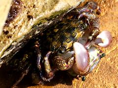 (Striped Shore Crab) mating