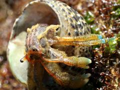 (Blueband Hermit Crab and Western Banded Tegula)