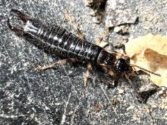 (Ring-legged Earwig) dorsal