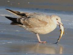 (American Herring Gull) (catches Freshwater Drum)