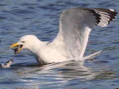 (American Herring Gull) decapitates fish