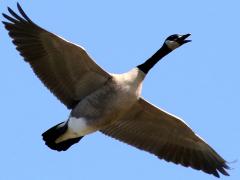 (Canada Goose) calling