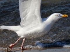 (American Herring Gull) liftoff