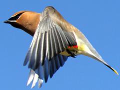 (Cedar Waxwing) flaps