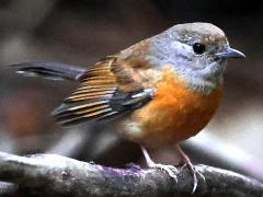 (White-rumped Shama) female