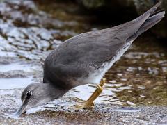 (Wandering Tattler) foraging