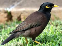 (Common Myna) walking