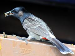 (Red-vented Bulbul) feeding