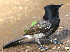 (Red-vented Bulbul) standing