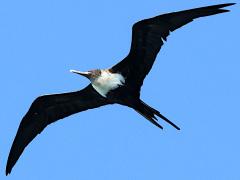 (Great Frigatebird) female soaring