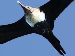 (Great Frigatebird) juvenile hovering