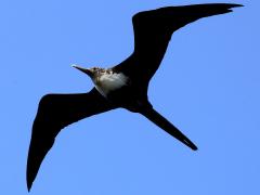 (Great Frigatebird) juvenile soaring