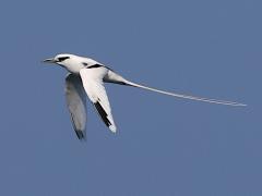 (White-tailed Tropicbird) flies downstroke