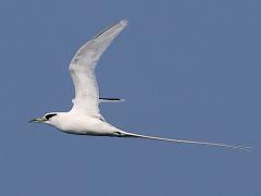 (White-tailed Tropicbird) flying upstroke