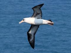 (Laysan Albatross) glides