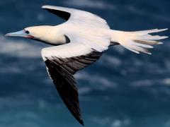 (Red-footed Booby) banking dorsal