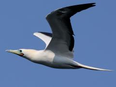 (Red-footed Booby) beating upstroke