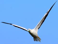 (Red-footed Booby) flapping frontal