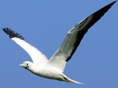 (Red-footed Booby) flapping gullwing