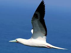 (Red-footed Booby) flapping upstroke