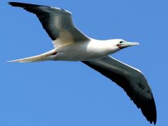 (Red-footed Booby) gliding frontal