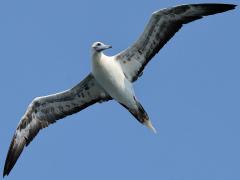 (Red-footed Booby) hovering ventral