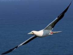 (Red-footed Booby) swooping lateral