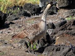 (Hawaiian Goose) profile