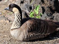 (Hawaiian Goose) sitting