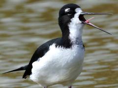 (Hawaiian Stilt) yawning