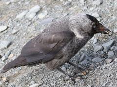 (Eurasian Jackdaw) eats