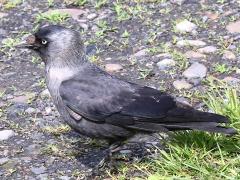 (Eurasian Jackdaw) standing