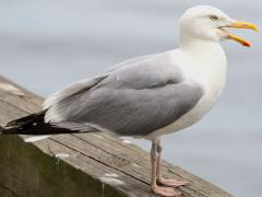 (American Herring Gull) calling