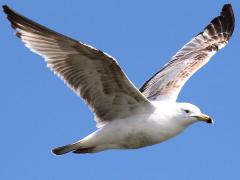 (American Herring Gull) juvenile gliding