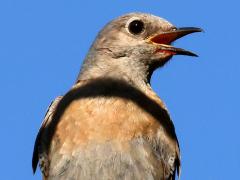 (Western Bluebird) female calling