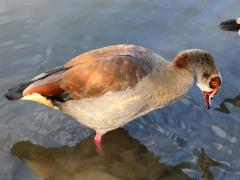 (Egyptian Goose) drinking