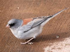 (Dark-eyed Junco) dorsalis