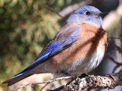 (Western Bluebird) male perching