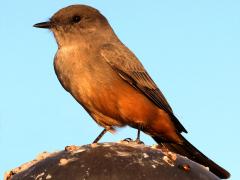 (Say's Phoebe) standing