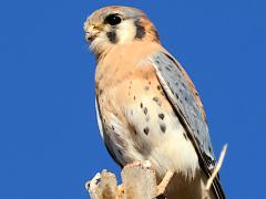 (American Kestrel) perching