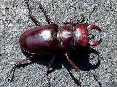 (Reddish-brown Stag Beetle) male dorsal